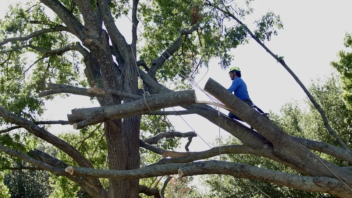 Professional Crown Thinning performed by certified arborists in Amonate