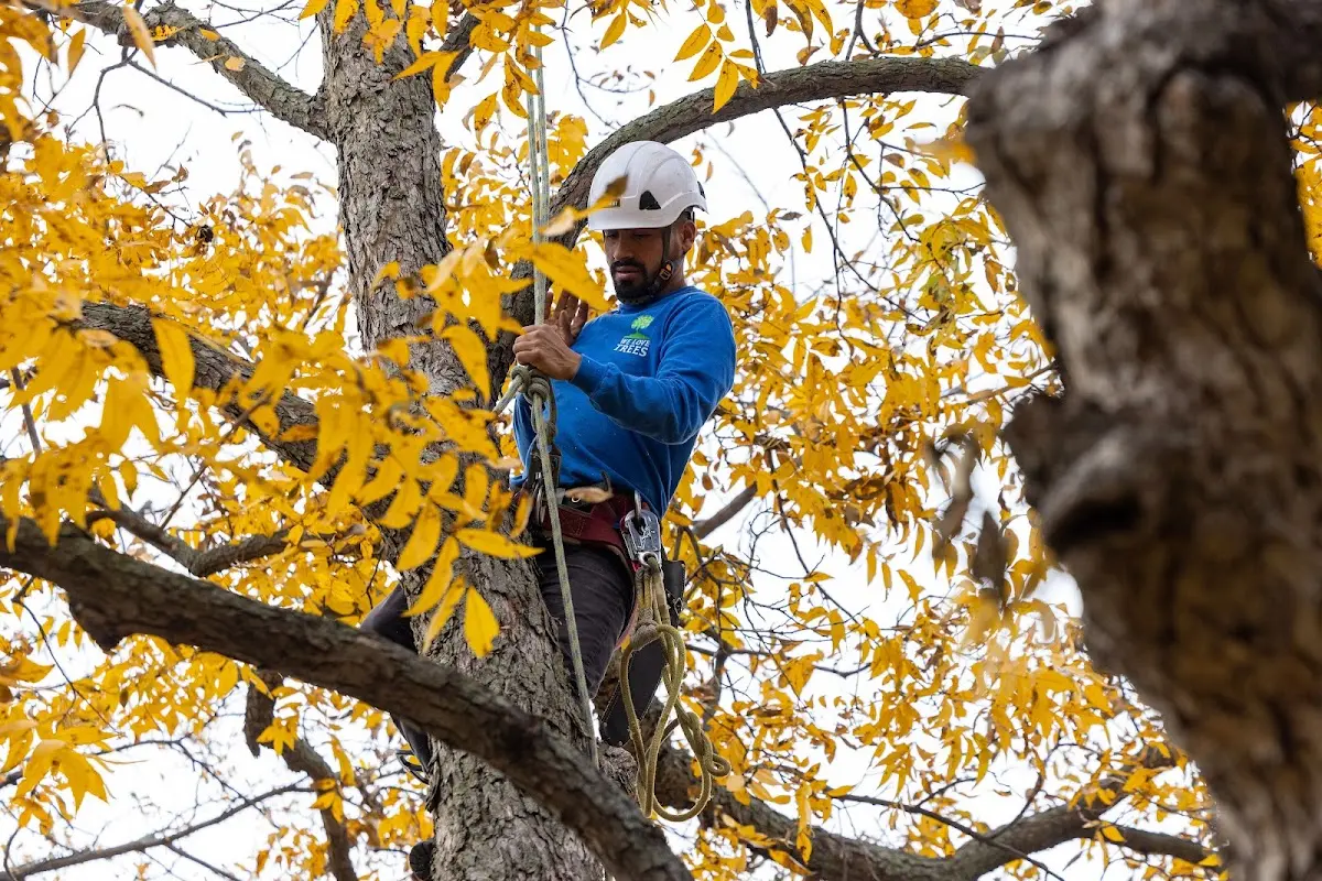 Skilled Storm Damage Cleanup crew working in Amonate